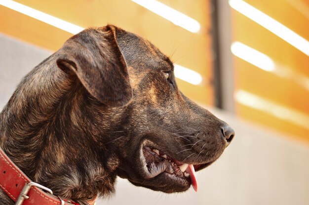 Vue rapprochée d'un chien à la maison