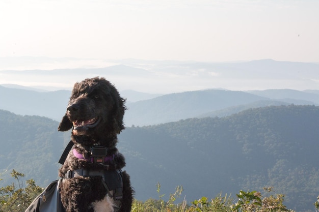 Photo vue rapprochée d'un chien sur des montagnes par une journée ensoleillée