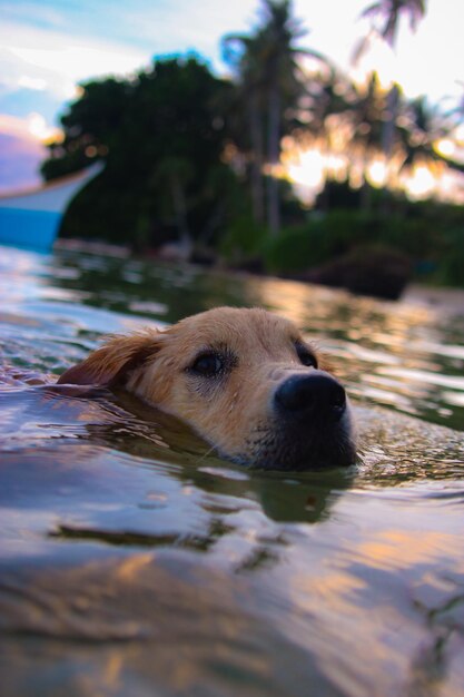 Photo vue rapprochée d'un chien nageant dans l'eau