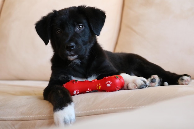 Photo vue rapprochée d'un chien noir assis