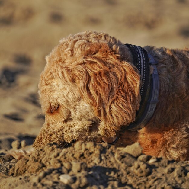 Photo vue rapprochée d'un chien sur la plage