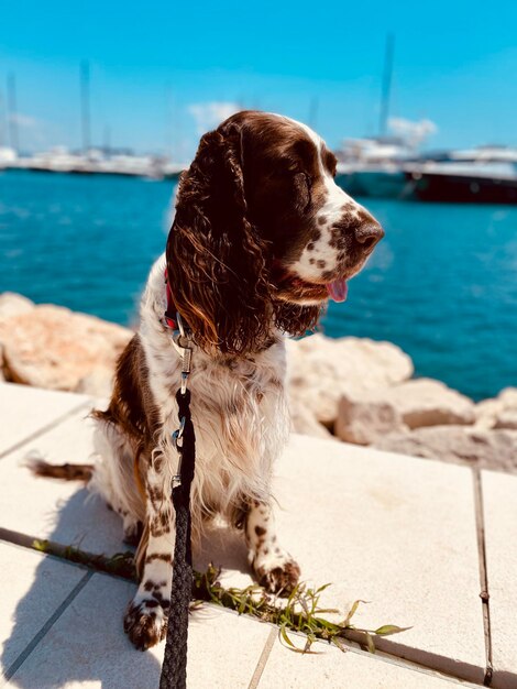 Vue rapprochée d'un chien sur la plage