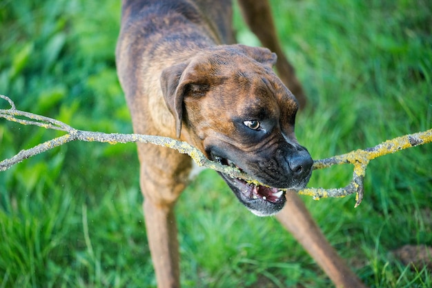 Photo vue rapprochée d'un chien portant un bâton dans la bouche