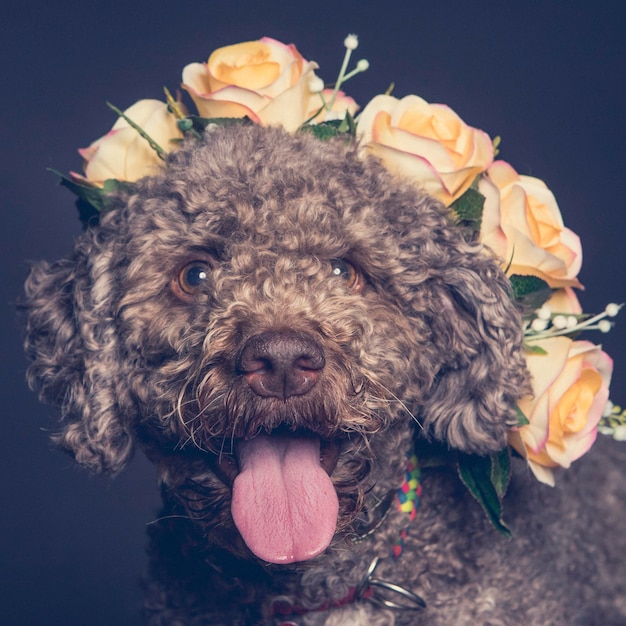 Vue rapprochée d'un chien portant des fleurs