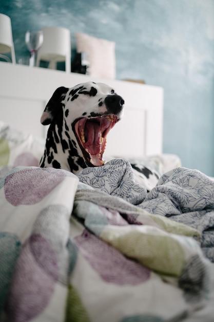 Vue rapprochée d'un chien qui bâille allongé sur le lit à la maison