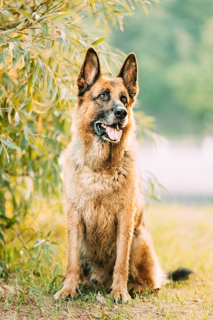 Vue rapprochée d'un chien qui court sur le terrain