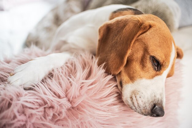 Photo vue rapprochée d'un chien qui dort sur un lit