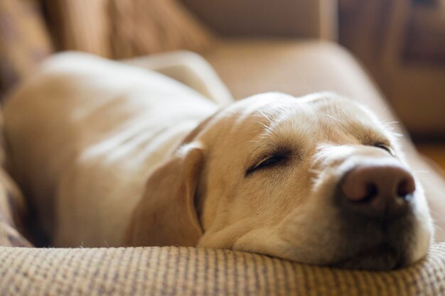 Vue rapprochée d'un chien qui dort à la maison