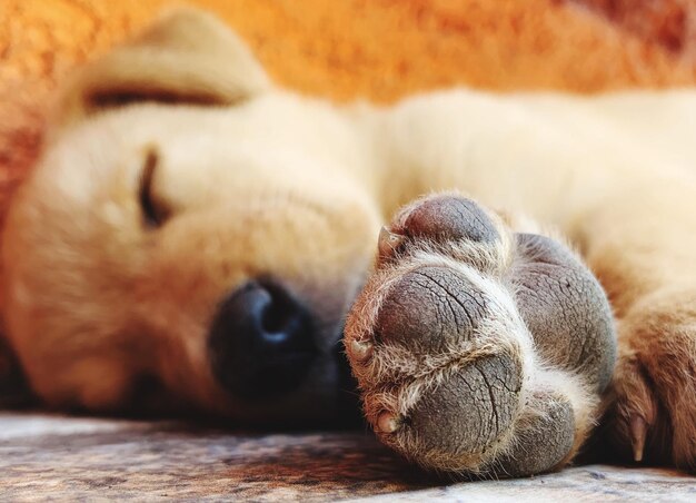 Vue rapprochée d'un chien qui dort