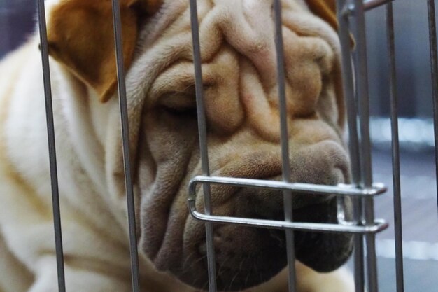 Vue rapprochée d'un chien qui dort