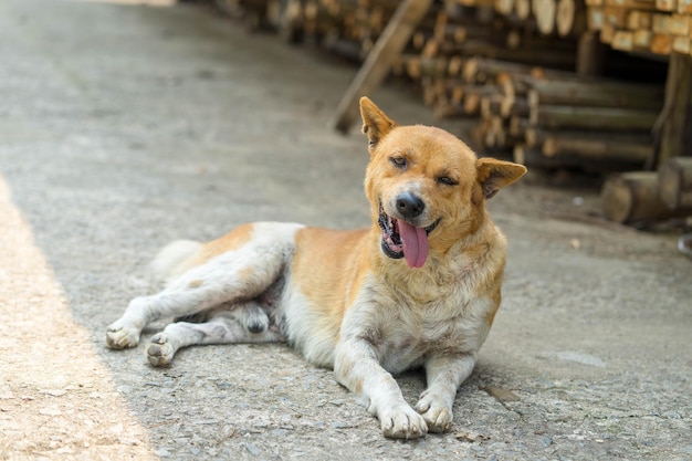 Vue rapprochée d'un chien sortant la langue sur un sentier