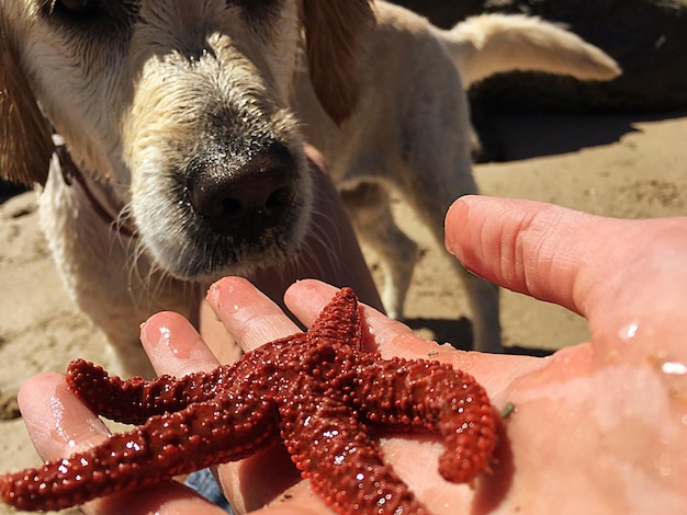 Vue rapprochée d'un chien tenant la main