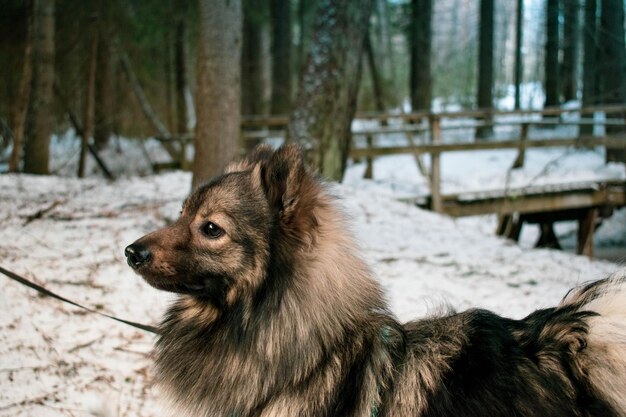 Photo vue rapprochée d'un chien sur un terrain couvert de neige