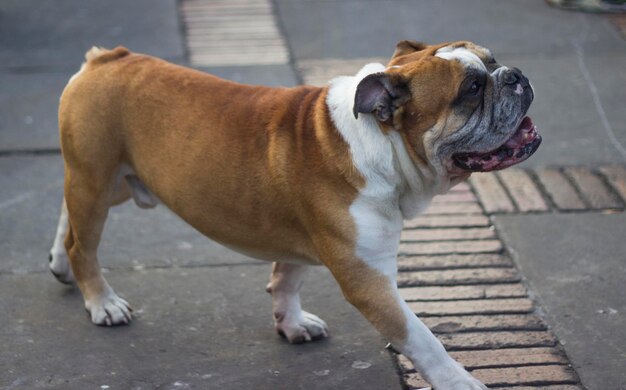 Photo vue rapprochée d'un chien sur le trottoir