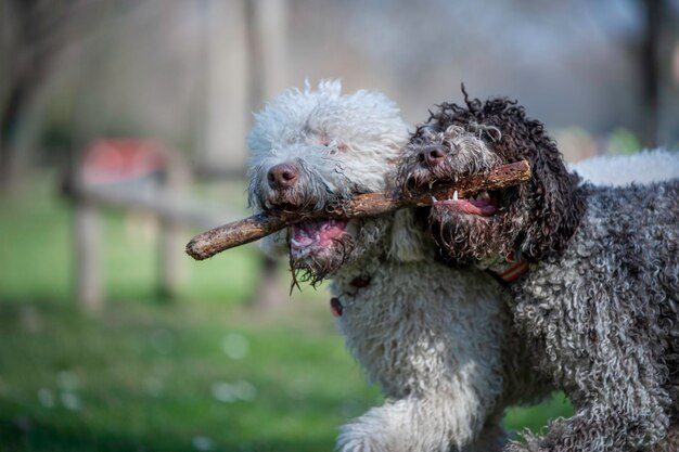 Vue rapprochée des chiens