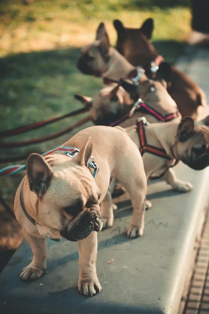 Photo vue rapprochée des chiens