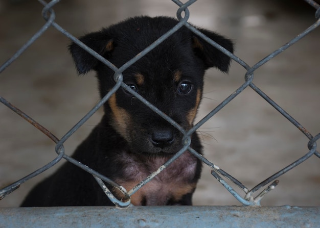 Photo vue rapprochée d'un chiot sur une clôture en chaîne