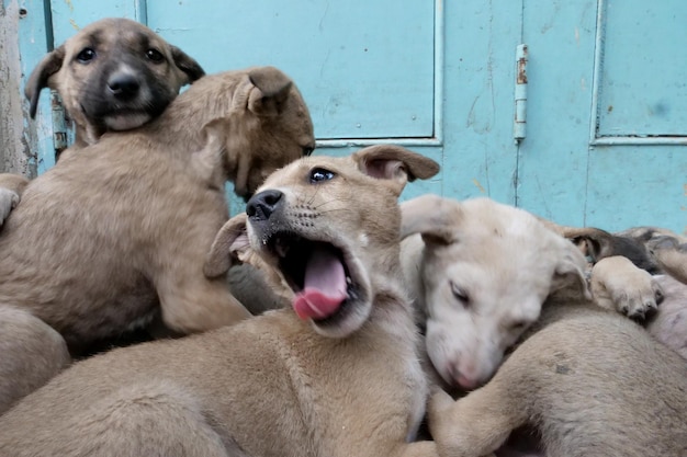 Vue rapprochée des chiots contre la porte bleue