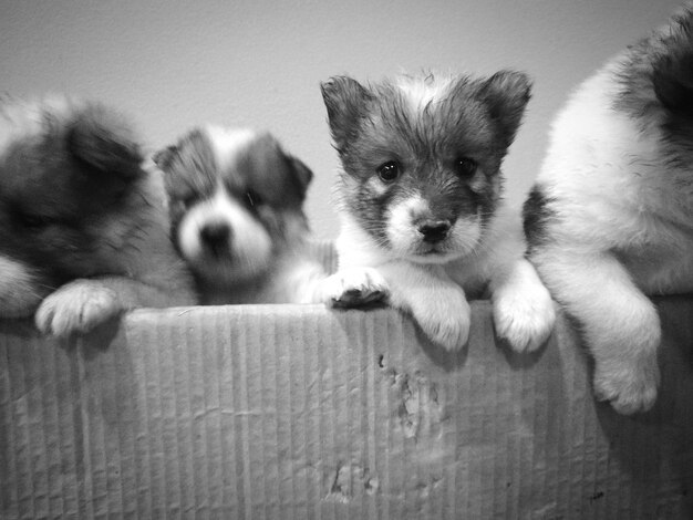 Photo vue rapprochée des chiots dans la boîte