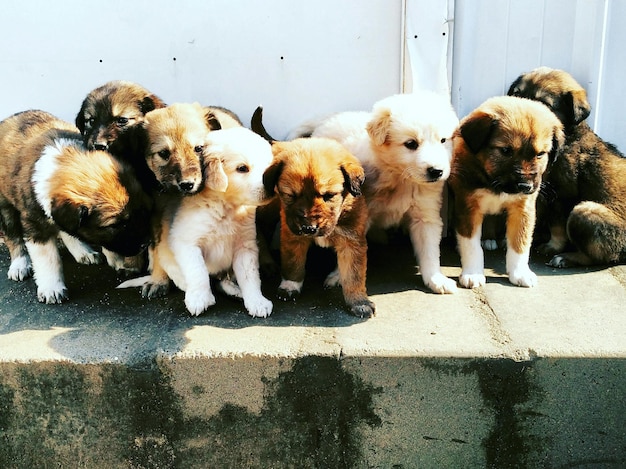 Vue rapprochée des chiots debout sur le mur de soutènement
