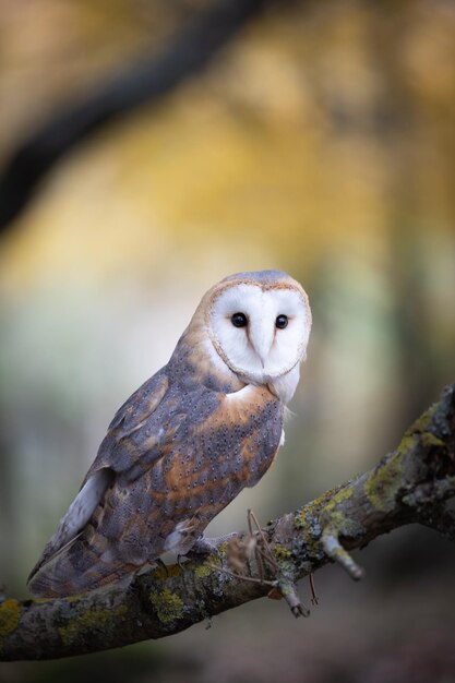 Vue rapprochée d'une chouette perchée sur une branche