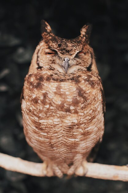 Photo vue rapprochée d'une chouette perchée sur du bois