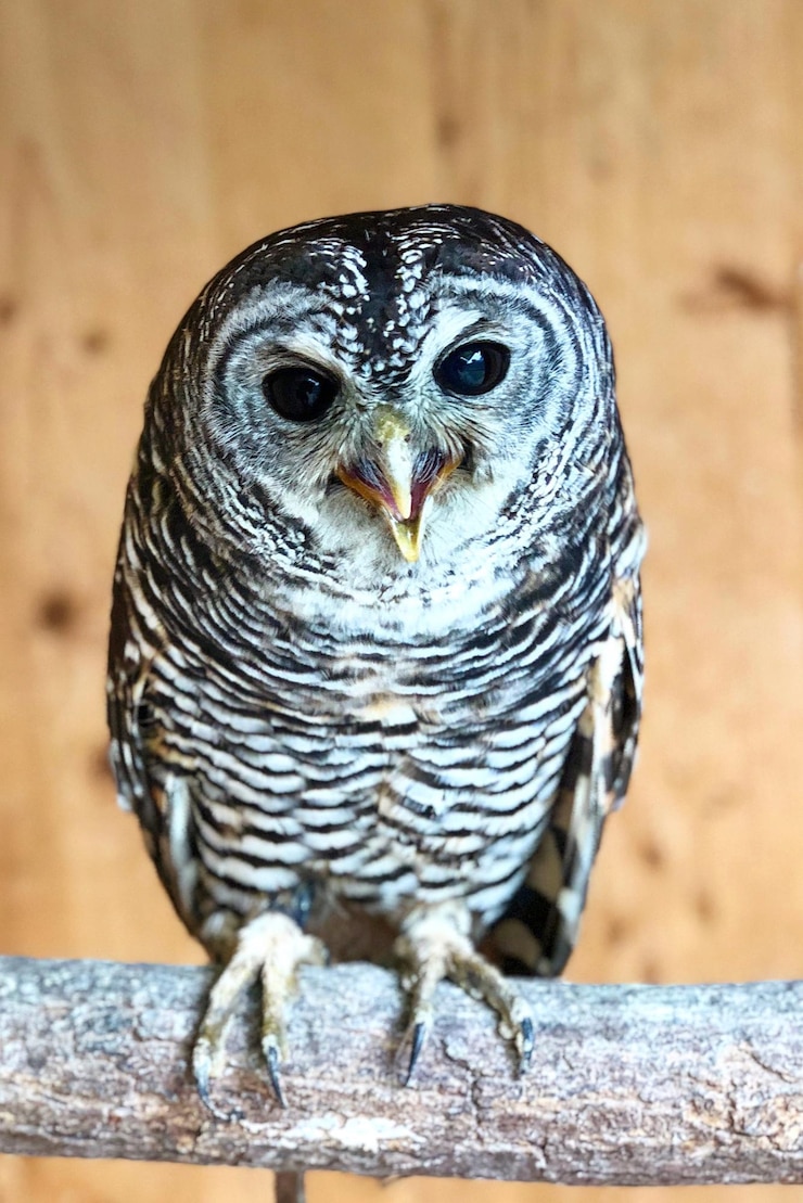 Photo vue rapprochée d'une chouette perchée sur du bois