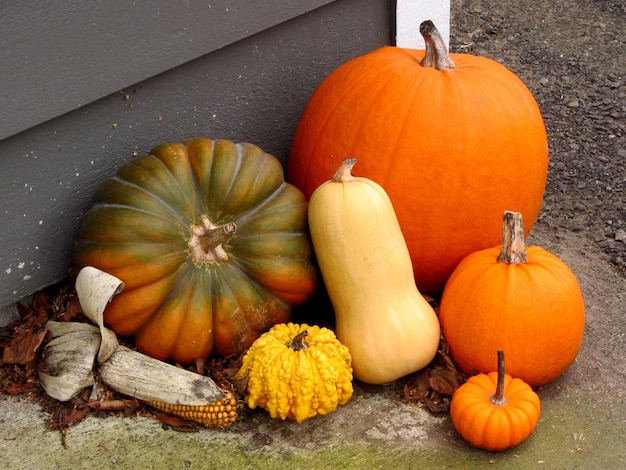 Vue rapprochée des citrouilles sur le champ en automne