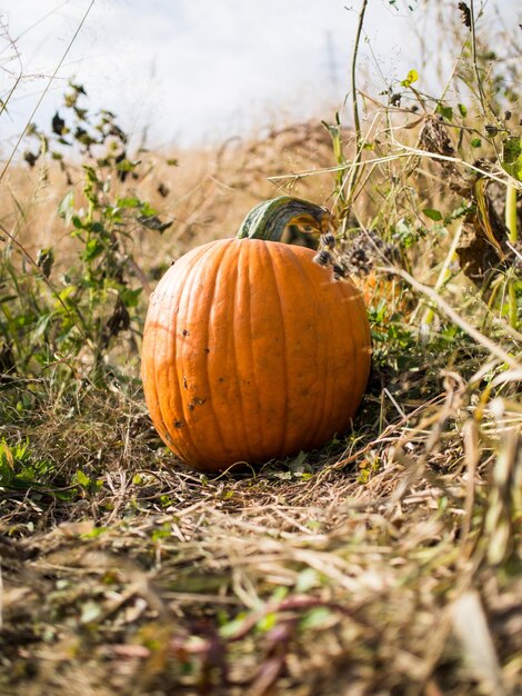 Photo vue rapprochée des citrouilles sur le champ