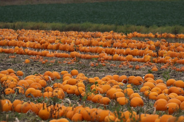 Vue rapprochée des citrouilles dans le champ