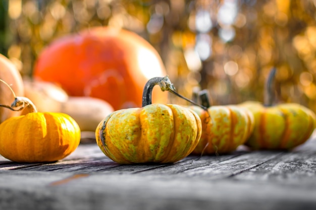 Photo vue rapprochée des citrouilles sur une table en bois