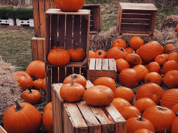 Vue rapprochée des citrouilles sur la table