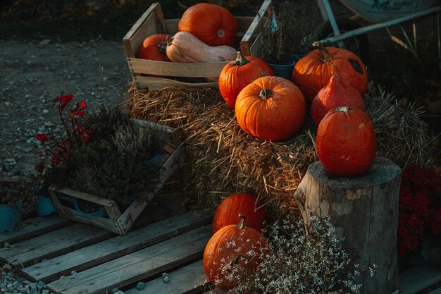 Photo vue rapprochée des citrouilles