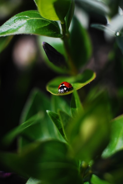 Vue rapprochée d'une coccinelle sur une feuille