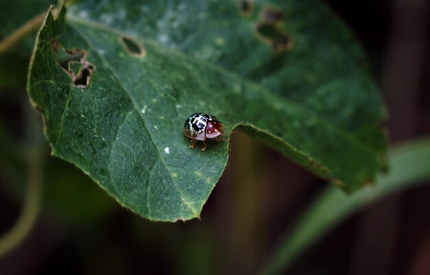 Vue rapprochée d'une coccinelle sur une feuille