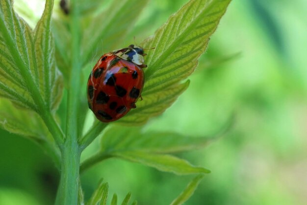 Vue rapprochée d'une coccinelle sur une feuille