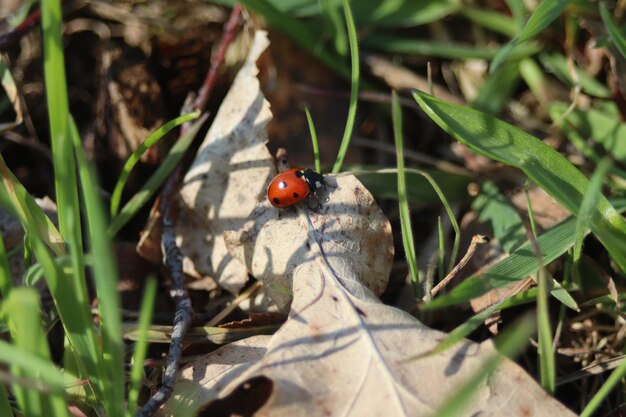 Photo vue rapprochée d'une coccinelle sur une feuille