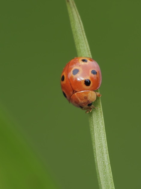 Photo vue rapprochée d'une coccinelle sur une feuille