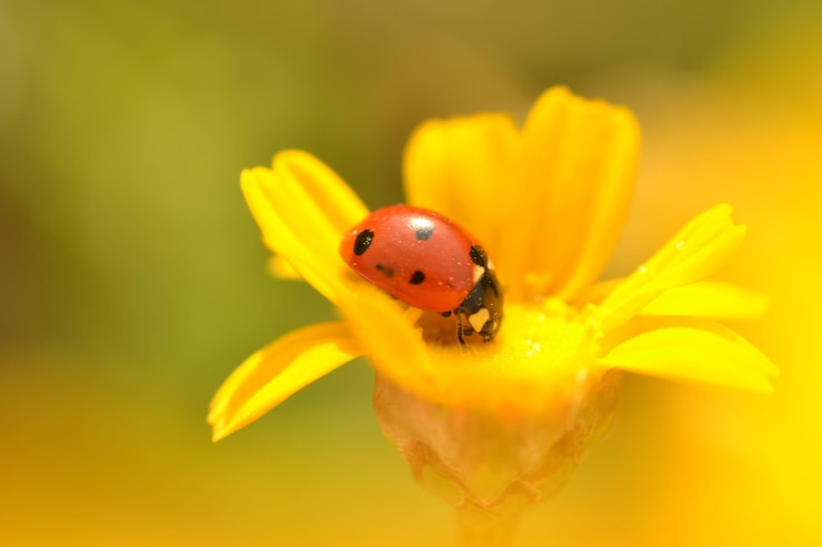 Photo vue rapprochée d'une coccinelle sur une fleur jaune