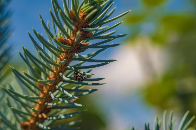 Vue rapprochée d'une coccinelle sur un pin