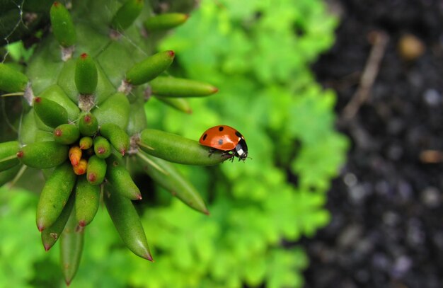 Photo vue rapprochée de la coccinelle sur la plante