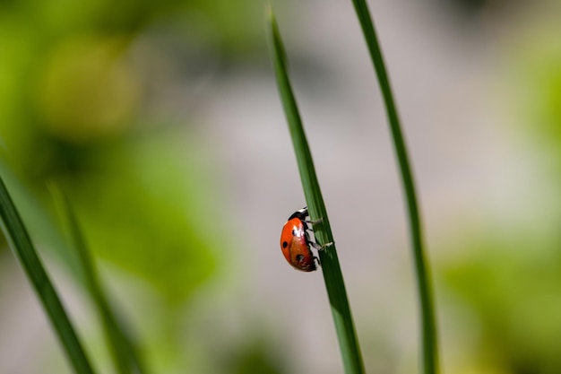 Photo vue rapprochée de la coccinelle sur la plante