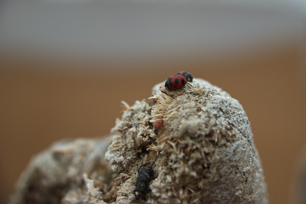 Photo vue rapprochée de la coccinelle sur le rocher