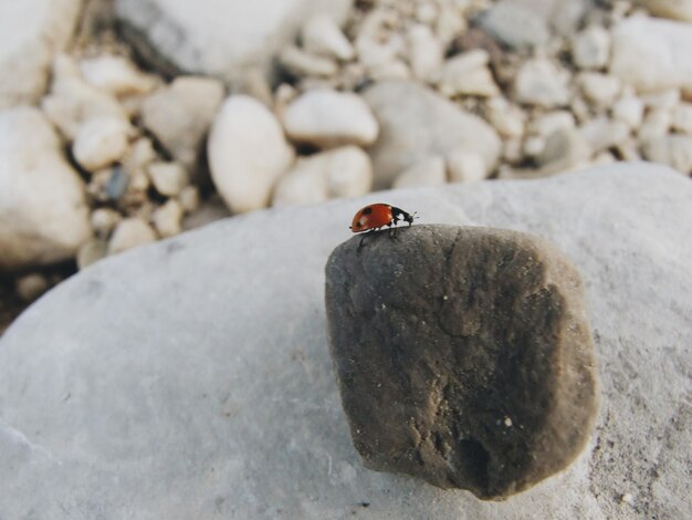 Photo vue rapprochée de la coccinelle sur le rocher