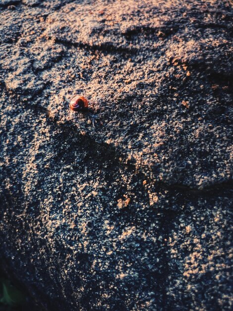 Vue rapprochée de la coccinelle sur le sol