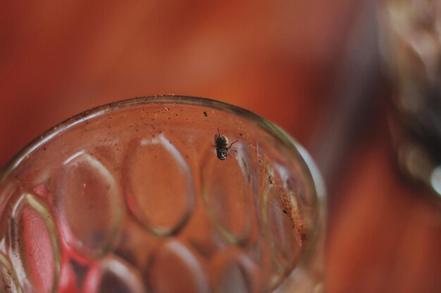 Photo vue rapprochée de la coccinelle