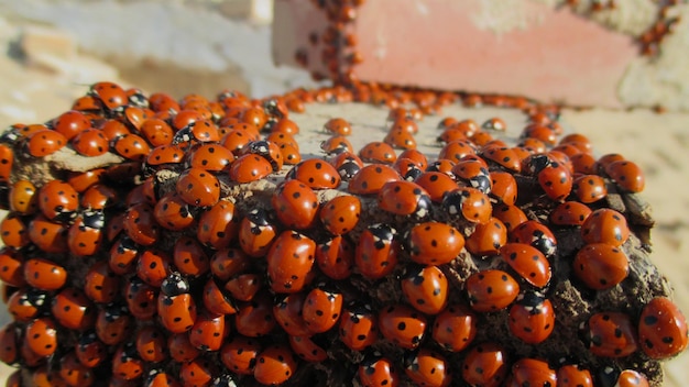 Vue rapprochée des coccinelles en plein air