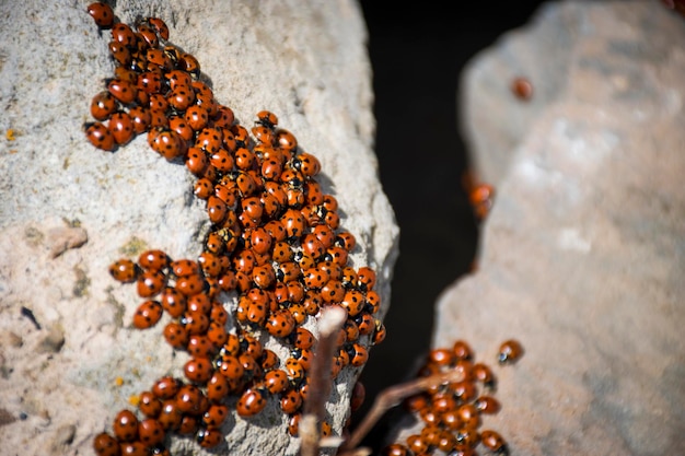 Vue rapprochée des coccinelles sur le rocher