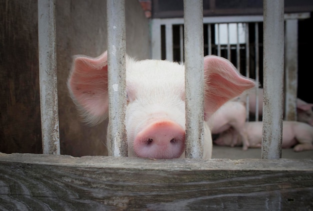 Vue rapprochée d'un cochon dans une grange