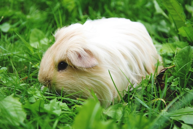 Vue rapprochée d'un cochon d'Inde blanc sur le terrain